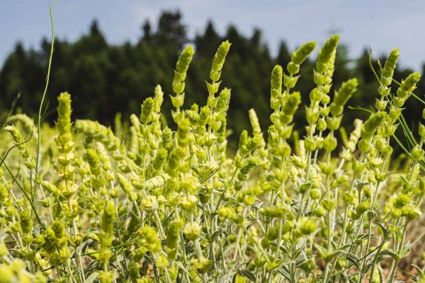 λουπυ Myriki Herbs μυρικη τσαι βουνου greek mountain tea