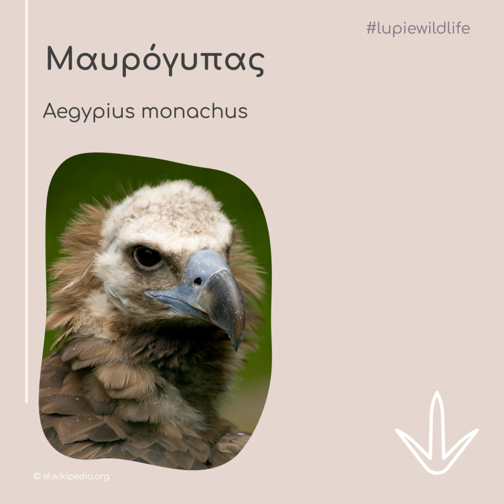 post-wildlife-mavrogypas